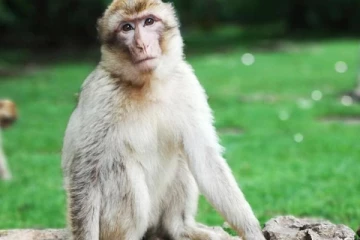 சீனாவில்  குரங்கு வைரஸால் ஒருவர் பலி!