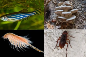 விண்வெளியிலும் உயிர் வாழும் 7 அதிசய உயிரினங்கள்: எது தெரியுமா?