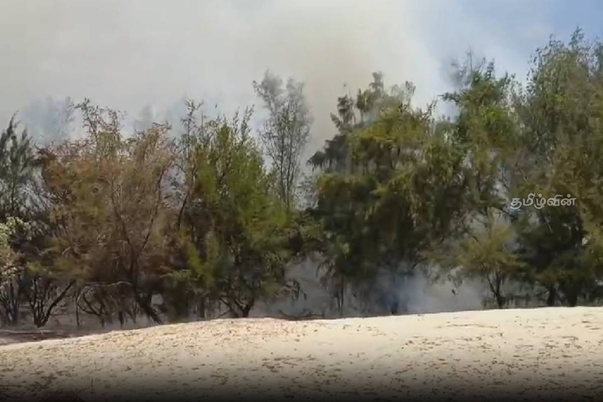 வடமராட்சி கிழக்கு- மணக்காடு சவுக்கந்தோப்பில் தீப்பரவல் | Fire Breaks Out In Manakkadu Vadamarachchi