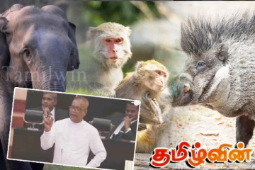 சர்ச்சையாக மாறிய அநுர தரப்பின் கருத்து: முன்வைக்கப்பட்டுள்ள குற்றச்சாட்டு