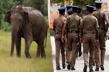 வவுனியாவில் யானையொன்றின் சடலம் மீட்பு