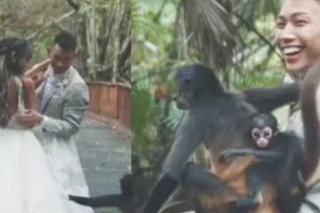 திடீரென குட்டியுடன் என்ட்ரி கொடுத்த குரங்கு... அடுத்து நடந்த சுவாரஸ்ய சம்பவம்