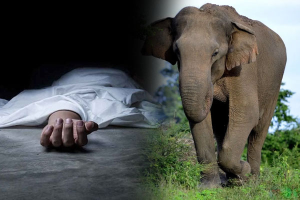 காட்டு யானை தாக்கி குடும்பஸ்தர் மரணம் | Family Man Dies After Being Attacked By Elephant