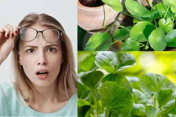 ආක්‍රමණශීලි ව්‍යාජ ගොටුකොළ වලට ඔබත් රැවටිලාද?