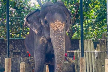 76 வயது மெனிகா யானை உயிரிழந்தது