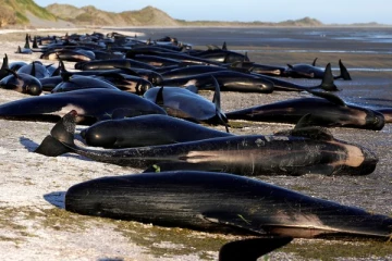 கரை ஒதுங்கிய 500 திமிங்கலங்கள்; காப்பாற்றாமல் விட்ட அதிகாரிகள்!