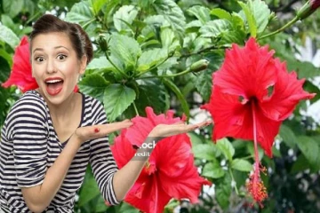 செம்பருத்தி பூவில் இத்தனை மருத்துவ குணங்களா?