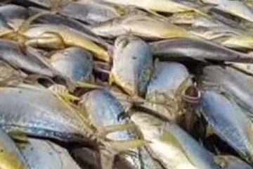 මාළු මිලෙහි සිදු වූ වෙනස..