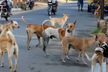 பச்சிளம் குழந்தையை வீடு புகுந்து கடித்துக் கொன்ற தெருநாய்! அதிர்ச்சி சம்பவம்