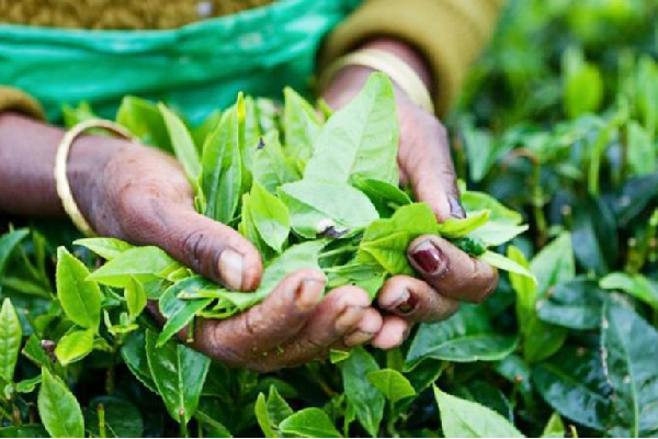 தேயிலைக்கான உரிமக் கட்டணம் தொடர்பில் வெளியான வர்த்தமானி | Fee Of Rs 3 Per Kilo Of Tea Imported