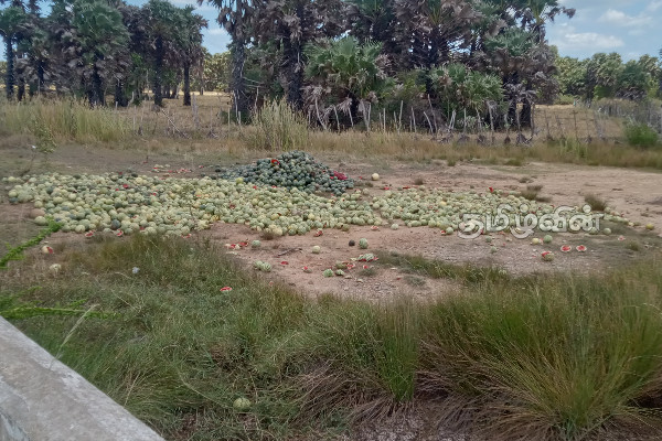 பாவனைக்கு உதவாத பூசணியால் ஏற்பட்டுள்ள அசௌகரியம்(Photos) | Environmental Impact In Mullaitivu
