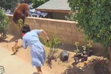 அமெரிக்காவில் செல்ல பிராணிகளை காப்பற்ற கரடியைக் கையால் அடித்து விரட்டிய பெண்