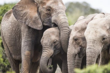 වන අලි දෙදෙනෙකු දුම්රියේ ගැටෙයි..