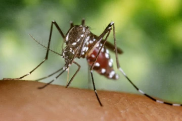 குழந்தைகள் மற்றும் முதியவர்களுக்கு சிக்கன்குனியா பரவும் அபாயம்