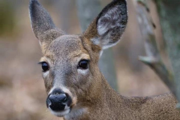 வனவிலங்குகளையும் விட்டு வைக்காத கொரோனா: கனடாவில் இது முதல்முறை