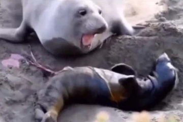 இறந்ததாக நினைத்த குட்டி... திடீரென துள்ளிக் குதித்த தருணம்! நீர்நாயின் மகிழ்ச்சியை பாருங்க