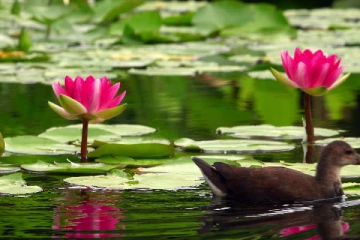 முல்லைத்தீவில் பூப்பறிக்க சென்ற இளஞனுக்கு நேர்ந்த சோகம்!