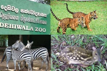 தெஹிவளை மிருகக்காட்சிசாலையில் விலங்குகளுக்கு உணவளிக்க நன்கொடை நிகழ்ச்சி திட்டம்