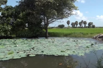 யாழ்ப்பாணத்தில் இத்தனை குளங்கள் இருக்கின்றதா... சிறப்பான காணொளி!