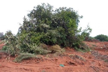 முசலி பிரதேச செயலாளர் பிரிவில் அடர்ந்த காடுகள் அழிக்கப்பட்டு தீ வைப்பு!
