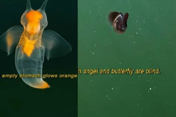 Viral Video: கடலில் வாழும் விசித்திர மீன்களின் சண்டை