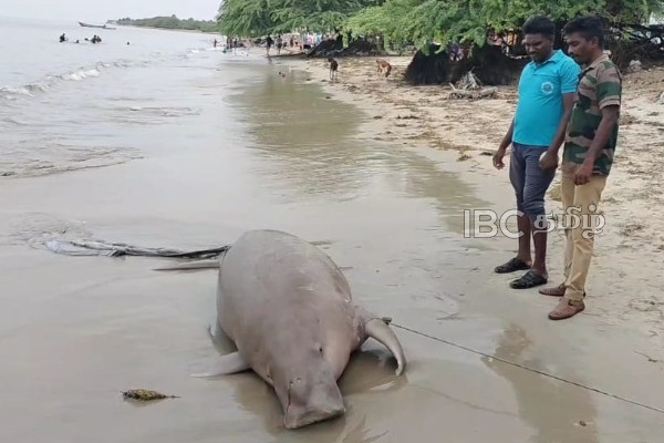 மன்னாரில் கரை ஒதிங்கிய அரிய வகை கடல் வாழ் உயிரினம்! | Rare Sea Cow Found Dead On Sethukarai Coast