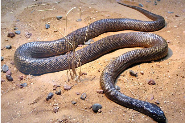 ஒரே நேரத்தில் 100 பேரைக் கொல்லும் கொடிய விஷப்பாம்பு! ஆய்வில் வெளியான அதிர்ச்சி தகவல் | Snake Kills 100 People At Once Deadly Venomous