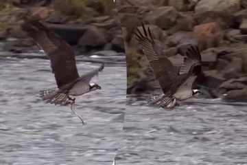 Viral Video: ஒரே முயற்சியில் சிக்கிய இரண்டு மீன்கள்... கழுகின் அசத்தலான வேட்டை