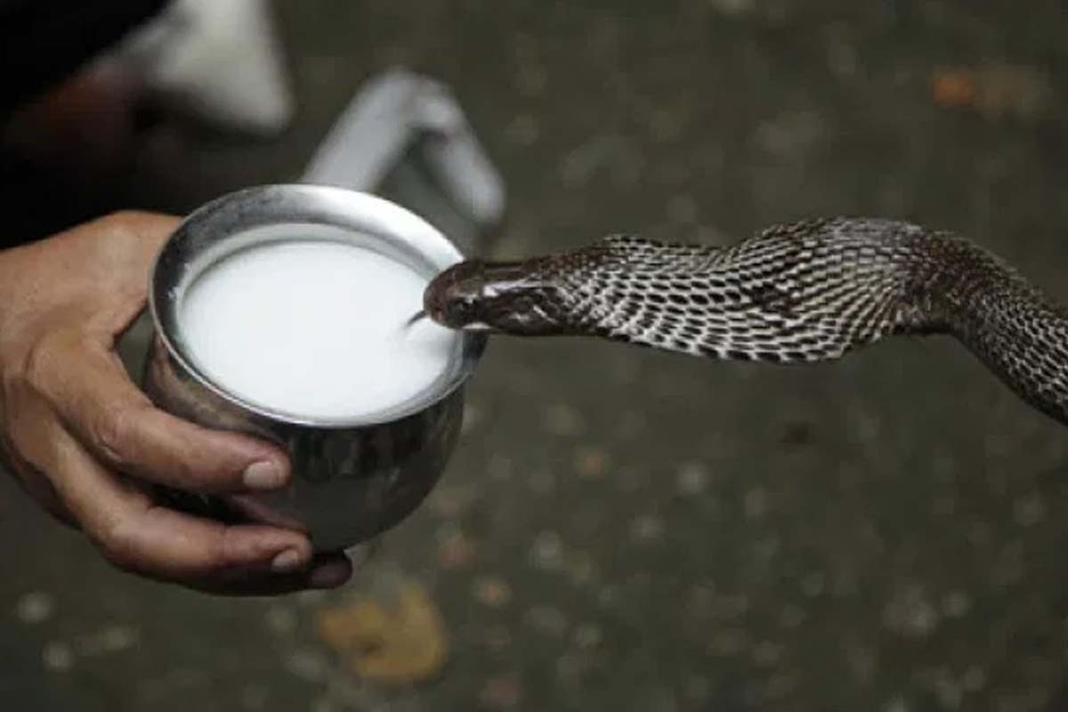 பாம்புகள் உண்மையில் பால் குடிக்குமா? புற்றில் பால் ஊற்ற காரணம்... | Milk To Snakes Behind Science Reason