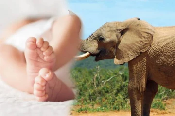 காட்டு யானையால் 4 மாத ஆண் குழந்தைக்கு நேர்ந்த கதி!