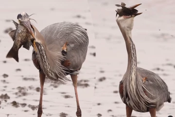 Viral Video: சேற்றில் வேட்டையாடப்பட்ட மீன்! நாரையின் பிரமிக்க வைக்கும் காட்சி