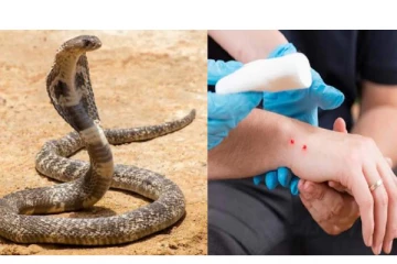 பாம்பு கடியை நோயாக அறிவித்த தமிழ்நாடு அரசு - வெளியான அறிவிப்பு!