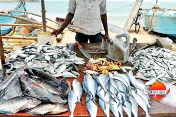 ආයේ මාළු කන්න වෙන්නෙත් නෑ - මාළු මිල ඉහළ යයි