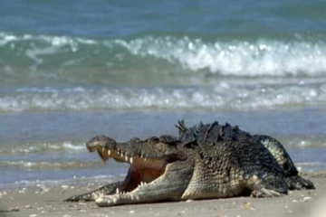 இலங்கையின் கடற்பரப்புக்களை ஆக்கிரமிக்கும் முதலைகள்! வெள்ளவத்தை மக்களுக்கு எச்சரிக்கை