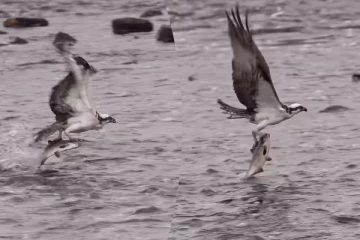 Viral Video: தண்ணீரில் காத்திருந்த கழுகு... சரியான மீன் வேட்டையைப் பாருங்க