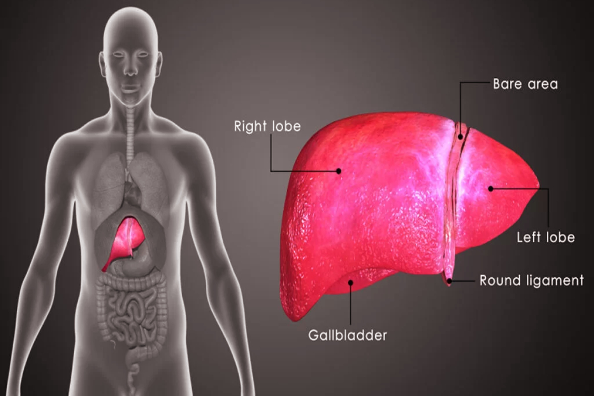 இந்தப் பழக்கங்கள் கல்லீரலின் மிகப்பெரிய எதிரிகள் | Habits That Damage The Liver Health