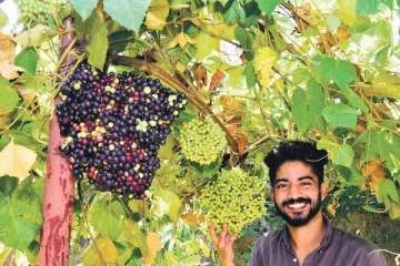 கொல்லைப்புறத்தில் திராட்சை விளைவித்து கோடியில் புரளும் கேரள இளைஞர்.. யார் அவர்?