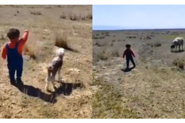 ஆட்டுக்குட்டியை அம்மாவிடம் சேர்த்து வைக்க சிறுவன் செய்த காரியம்! ட்ரெண்டான காட்சி | Little Boy Helps Lamb Find Mother Viral Video