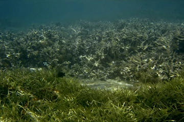 உலக கடற்புற்கள் தினம்; ஐ.நா பிரகடனம்