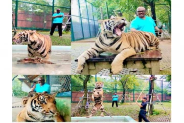 சர்வதேச புலிகள் தினம்; புலியின் வாலை பிடித்த படி போஸ் கொடுக்கும்  ஜெயக்குமார்..!