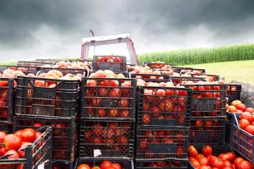 2500 கிலோ தக்காளியுடன் லொறி கடத்தல்! நாடகமாடிய இளம் தம்பதியினர் கைது