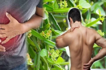 அப்பப்பா... பிரண்டையில் இவ்வளவு மருத்துவ குணம் இருக்கா? இது தெரியாம போச்சே