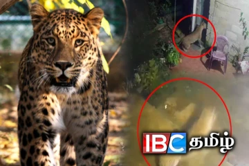 சிறுத்தைகளால் அவதிப்படும் மலையக மக்கள் கண்டுகொள்ளாத அரச அதிகாரிகள்