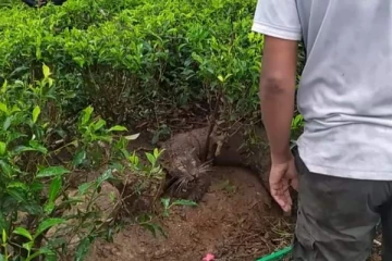 தேயிலை மலைக்குள் சிக்கிய சிறுத்தைப்புலி (Video)