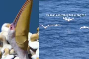Viral Video: பெலிக்கன் பறவைகளின் சிறப்பான குணாதிசயங்கள் பற்றி சிறிய பார்வை