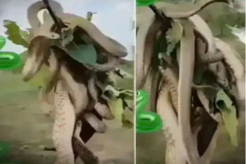 பாம்புகளுக்கு இடையே நடக்கும் இட தகராறு! சலிக்காமல் சண்டையிடும் காட்சி