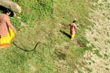 பாம்பை பிடித்து தப்பிக்க விட்ட பெண் : வைரலாகும் காணொளி