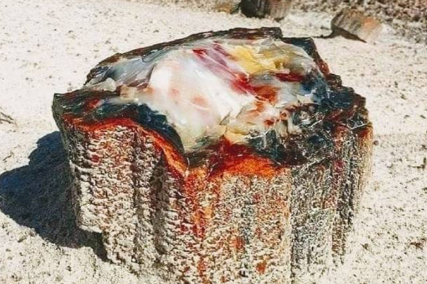 கடவுள் பிறப்பதற்கு முன்பே தோன்றிய கல் மரங்களா இது? எங்குள்ளது தெரியுமா | Stone Trees That Appeared Before God Was Born கடவுள் பிறப்பதற்கு முன்பே தோன்றிய கல் மரங்களா இது? எங்குள்ளது தெரியுமா | Stone Trees That Appeared Before God Was Born