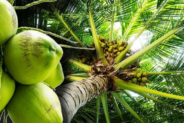 தென்னை விவசாயிகளுக்கு அரசாங்கம் வழங்கிய மகிழ்ச்சி தகவல் | Good News From The Government For Coconut Farmers தென்னை விவசாயிகளுக்கு அரசாங்கம் வழங்கிய மகிழ்ச்சி தகவல் | Good News From The Government For Coconut Farmers