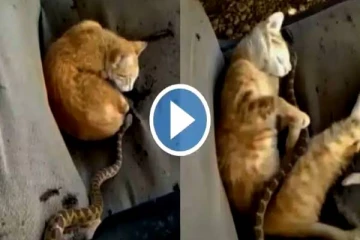 பாம்பை பார்த்து தலைதெறிக்க ஓடிய பூனை! வயிறு குலுங்க சிரிக்க வைத்த காட்சி